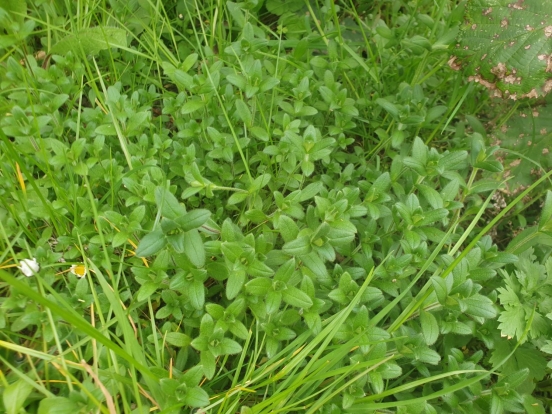 Mouse-eared Chickweed