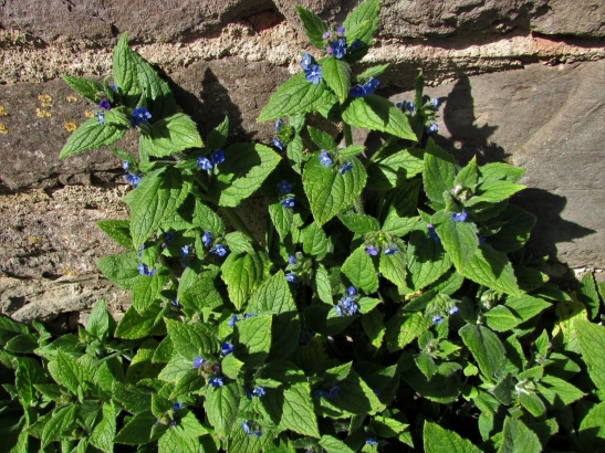 Green Alkanet