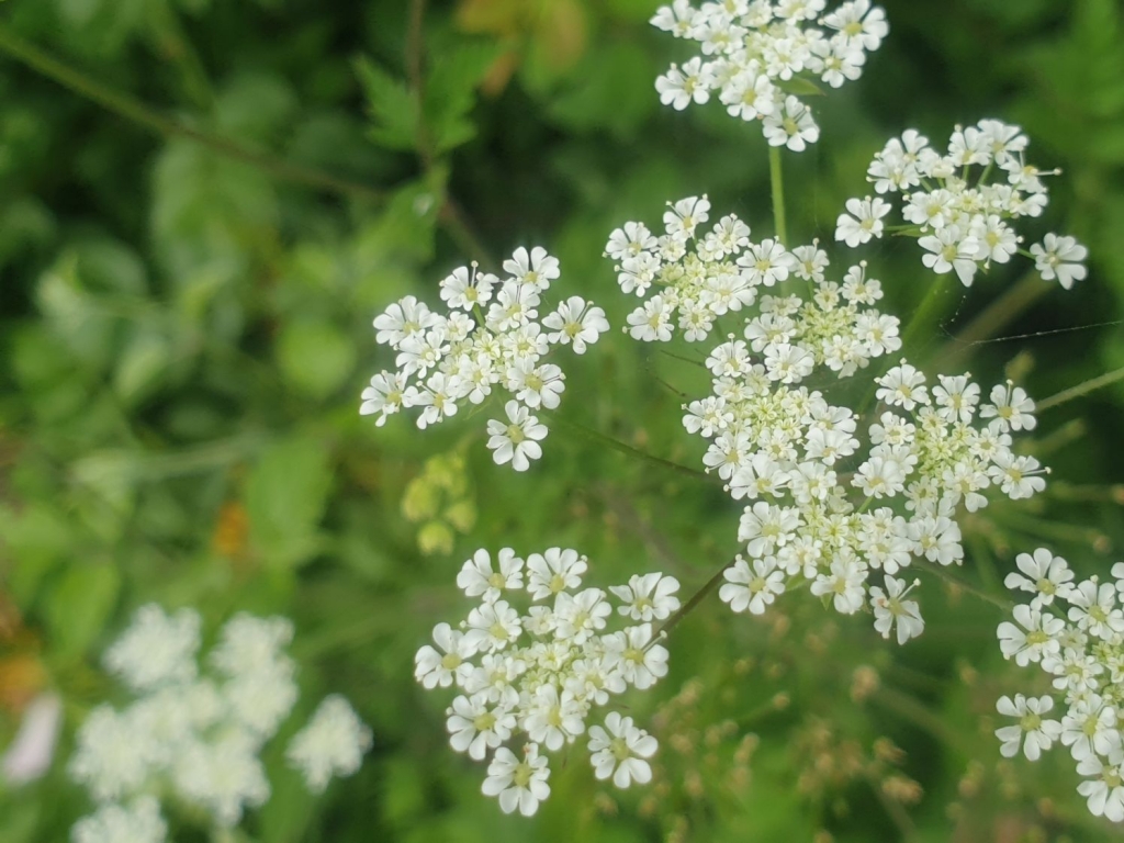 Rough Chervil