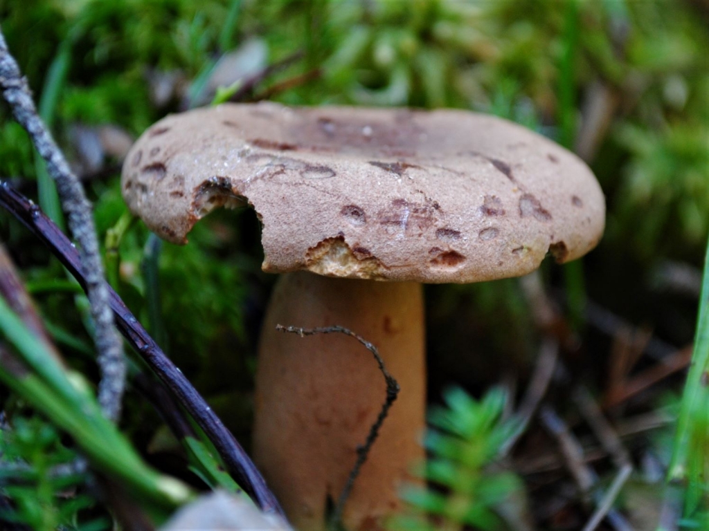 Fenugreek Milkcap