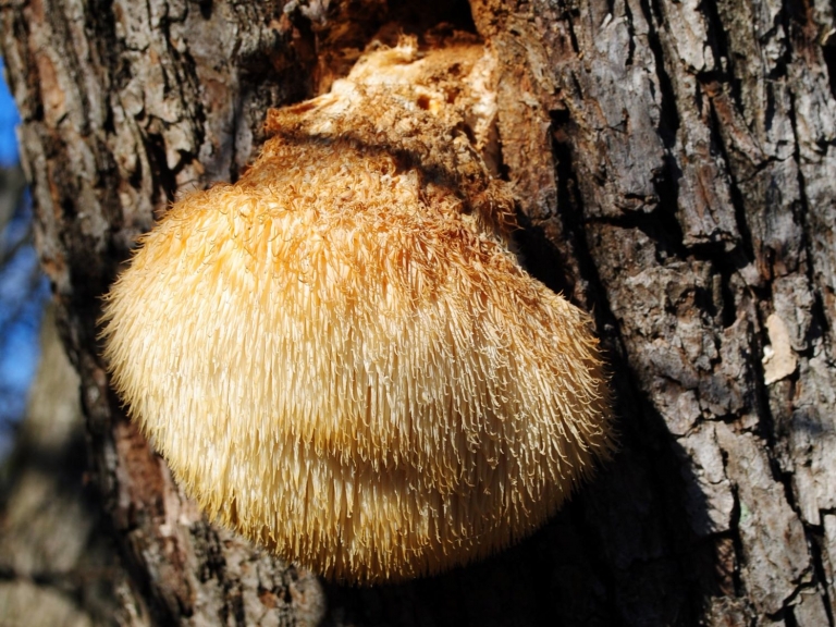 Lion's Mane