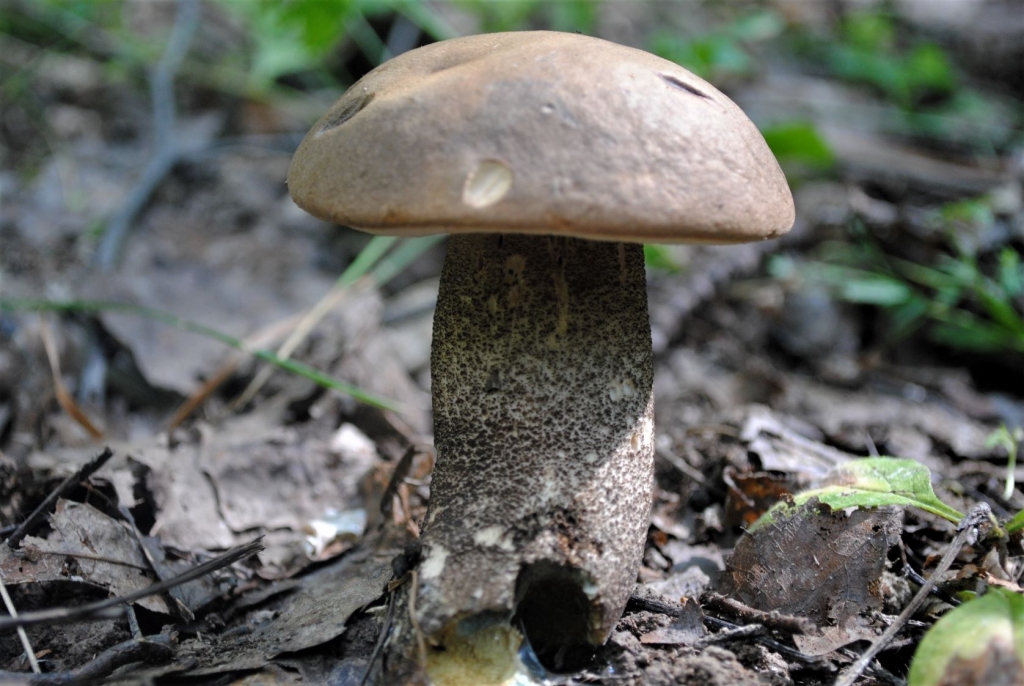 Wild UK Mushrooms (Fungi): Guide to Identification & Picking