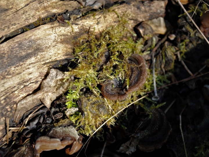 Tripe Fungus