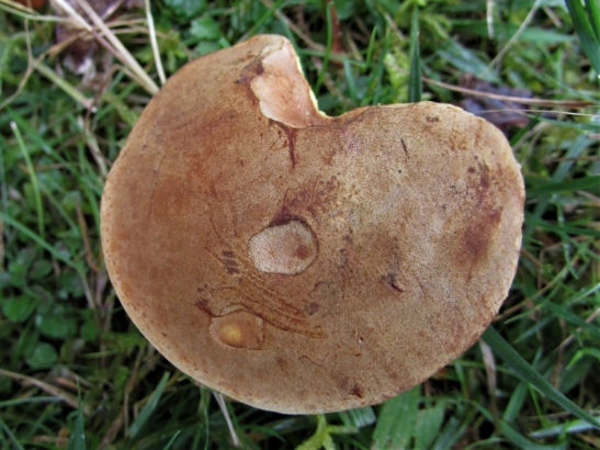 Suede Bolete