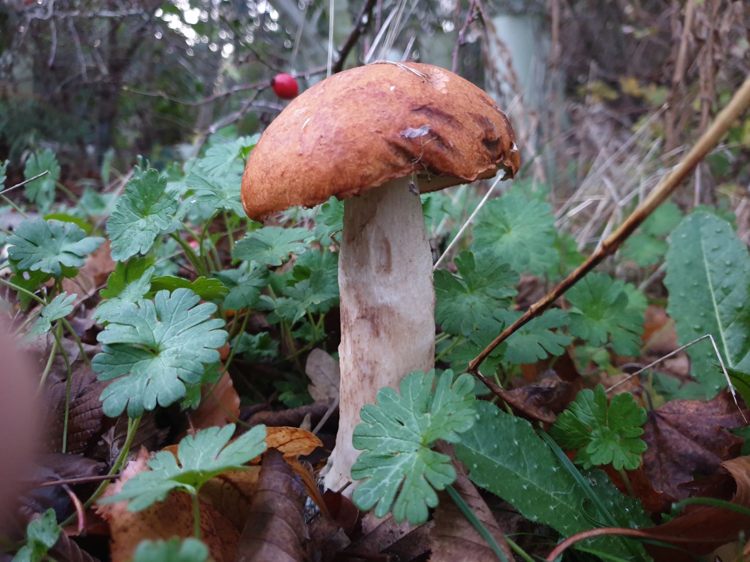 Aspen Bolete