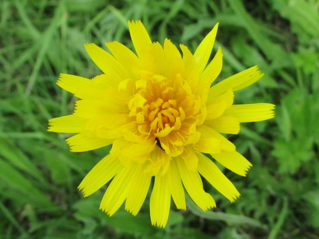 Rough Hawkbit