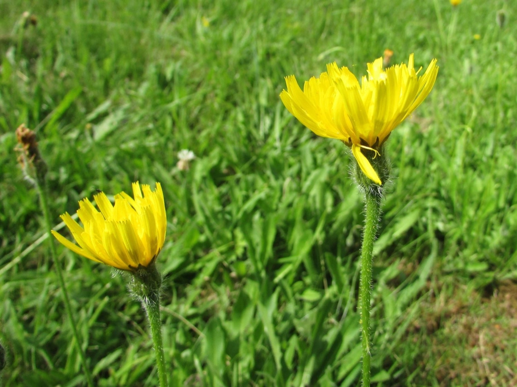 Rough Hawkbit