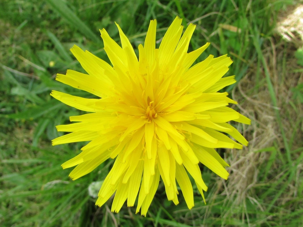 Rough Hawkbit