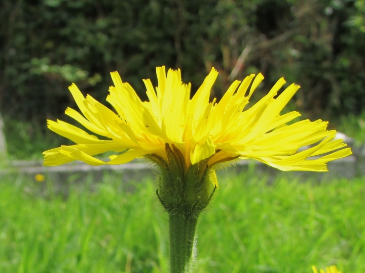 Rough Hawkbit